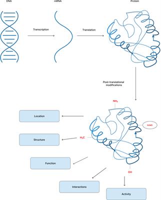 Frontiers | Post-translational Modifications And Their Implications In ...